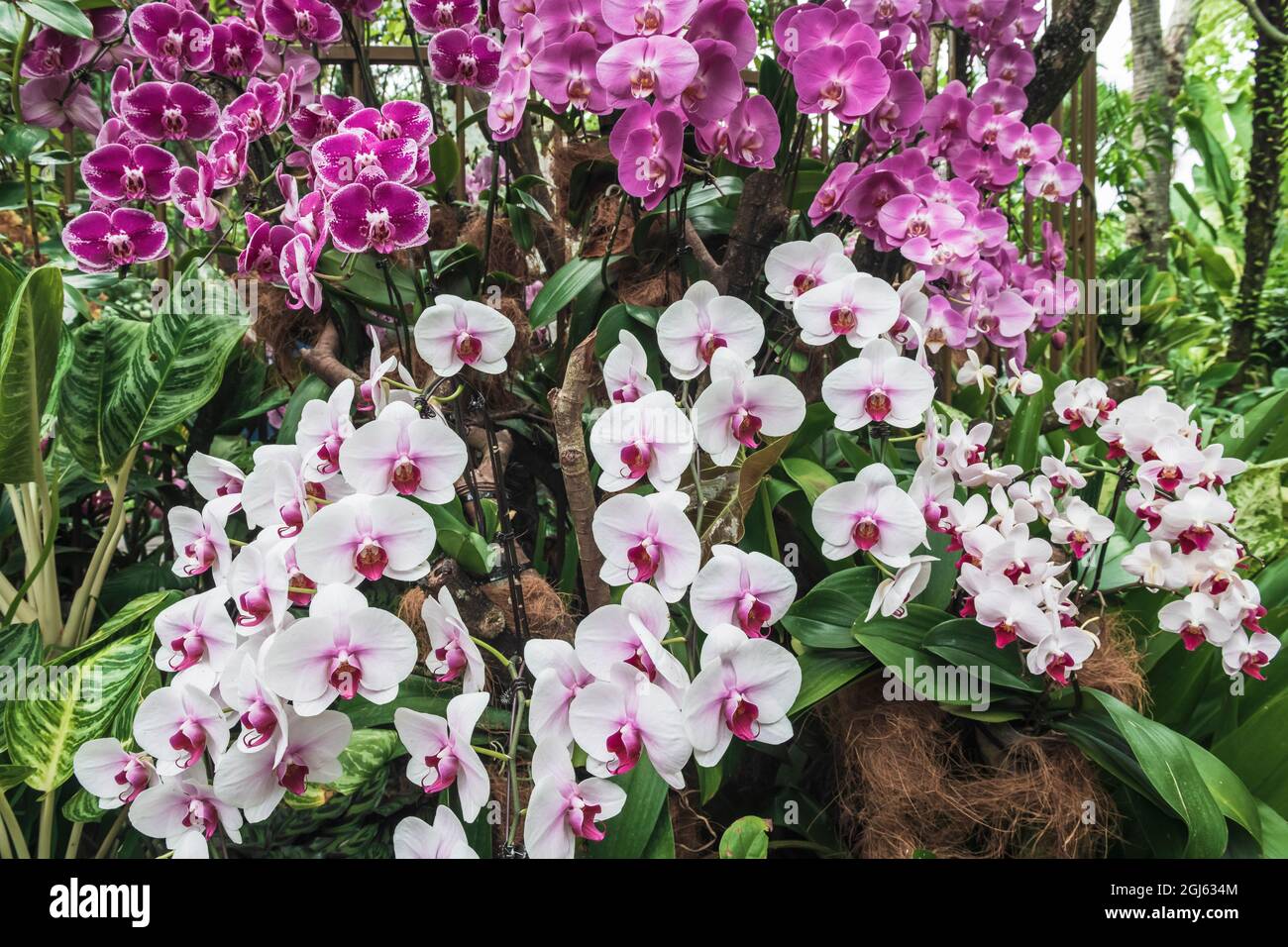 Orchideen im National Orchid Garden, Singapore Botanic Gardens, Singapur. Stockfoto