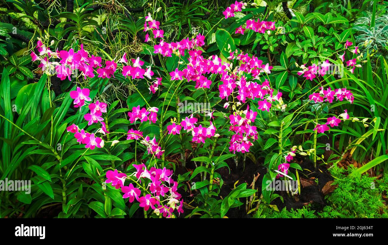 Orchideen im National Orchid Garden, Singapore Botanic Gardens, Singapur. Stockfoto