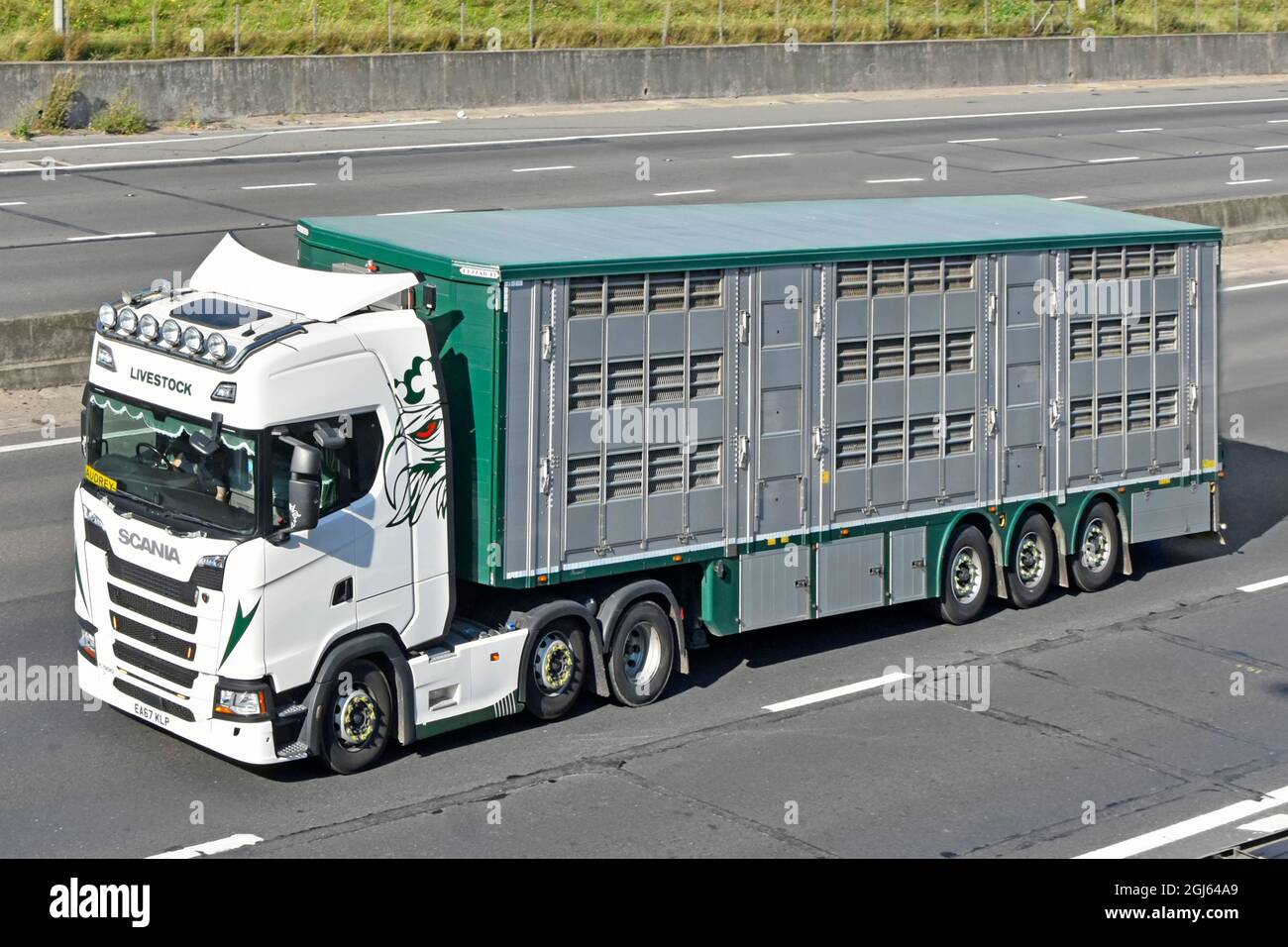 Fahrerseite und Seitenansicht Viehschild auf Kabine weiß Scania LKW Schleppen belüfteten Sattelanhänger Tier Vieh Transport auf UK Autobahn Stockfoto