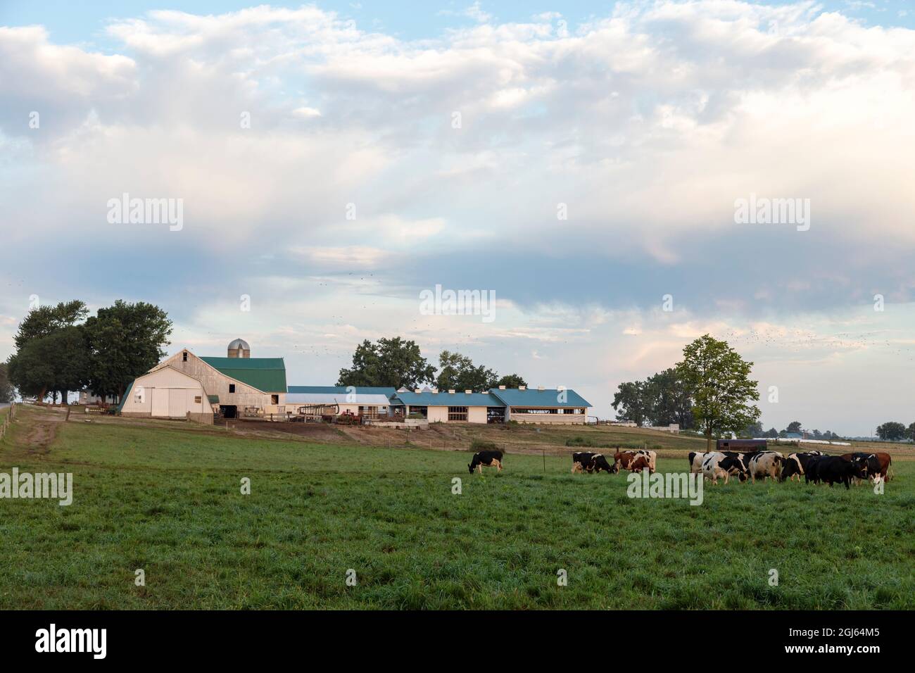 Amish Dairy Farm, Summer, Indiana, USA, von James D. Coppinger/Dembinsky Photo Assoc Stockfoto