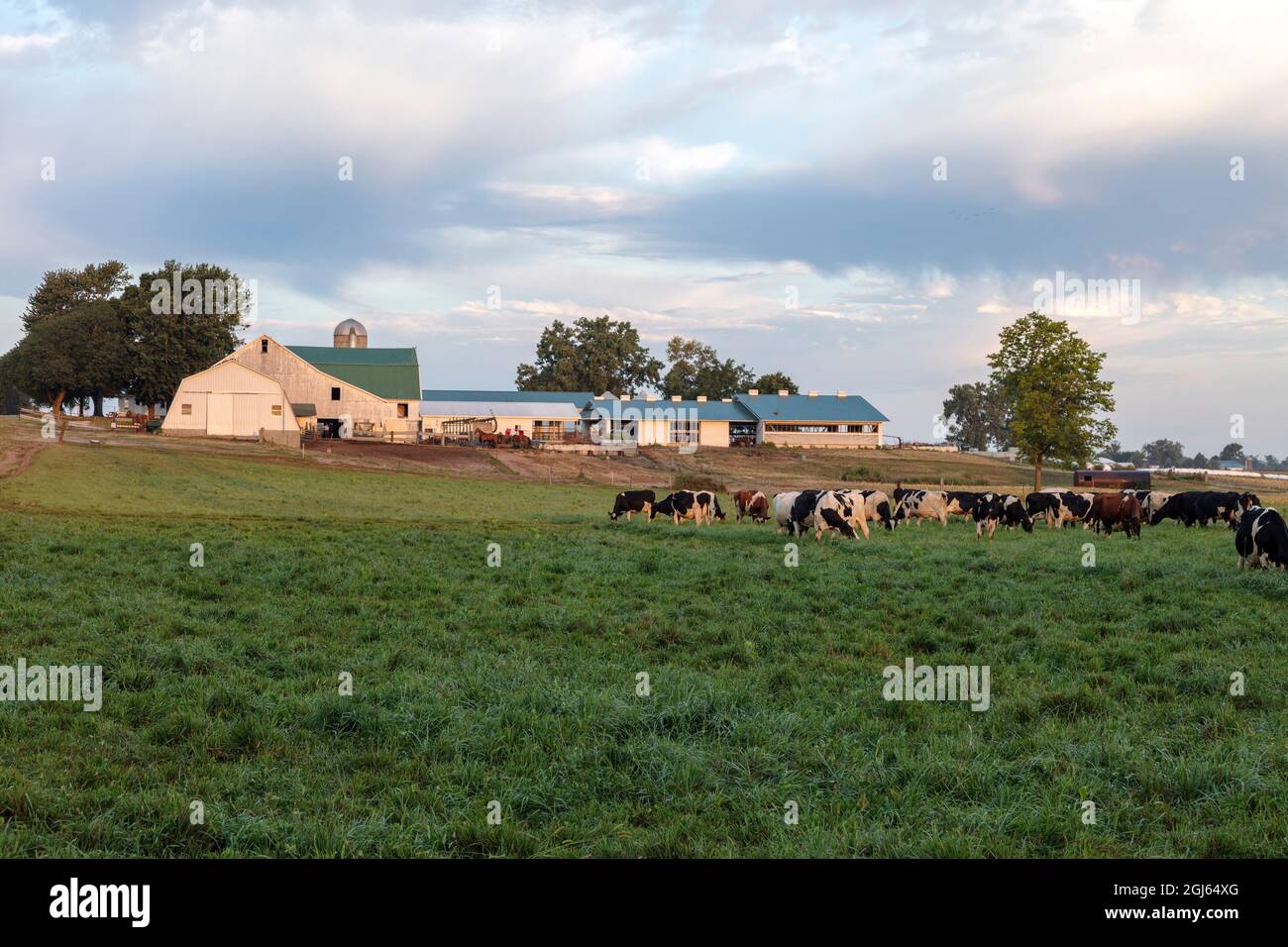 Amish Dairy Farm, Summer, Indiana, USA, von James D. Coppinger/Dembinsky Photo Assoc Stockfoto