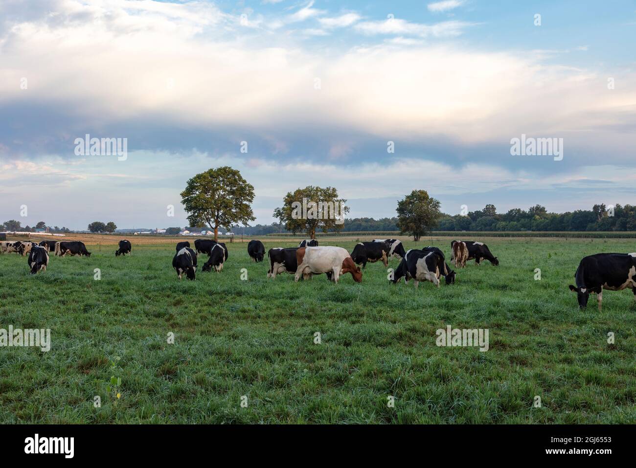 Amish Dairy Farm, Milchkühe grasen, Sommer, Indiana, USA, Von James D. Coppinger/Dembinsky Photo Assoc Stockfoto