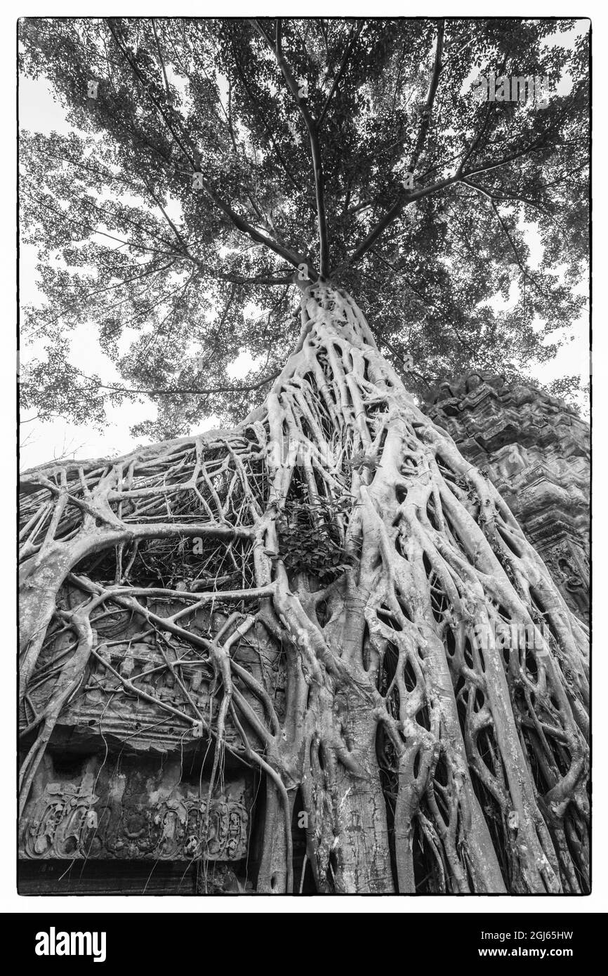 Kambodscha, Angkor. TA-Prohm-Baum. Stockfoto