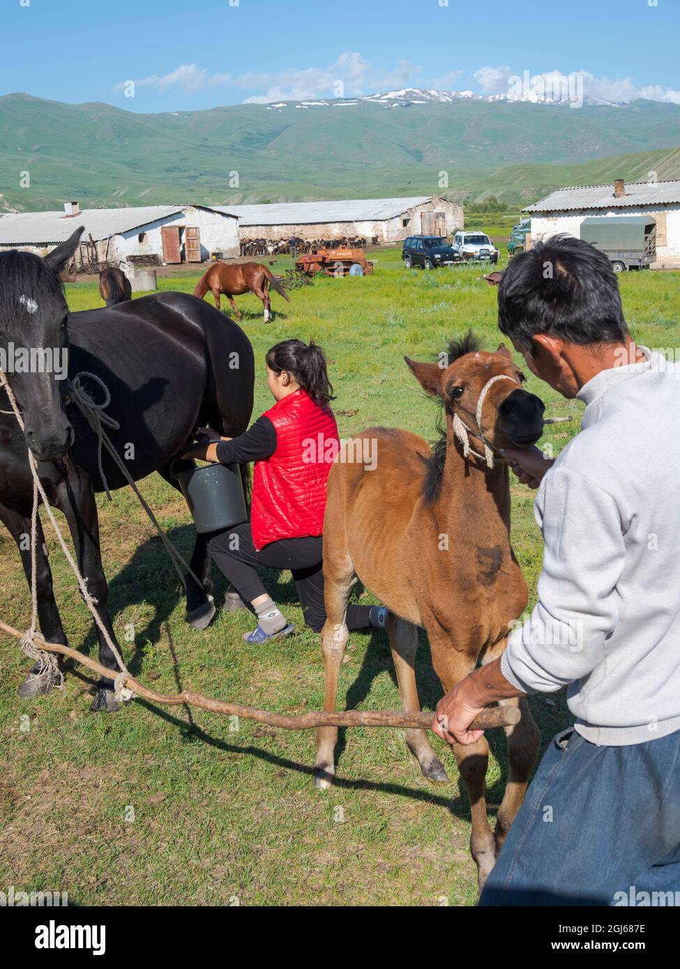 Eine Stute melken. Pferde für die Produktion von Milch, Kumys und Fleisch. Ein typischer Bauernhof in der Suusamyr-Ebene, einem Hochtal im Tien-Shan-Gebirge, Kirgisien Stockfoto