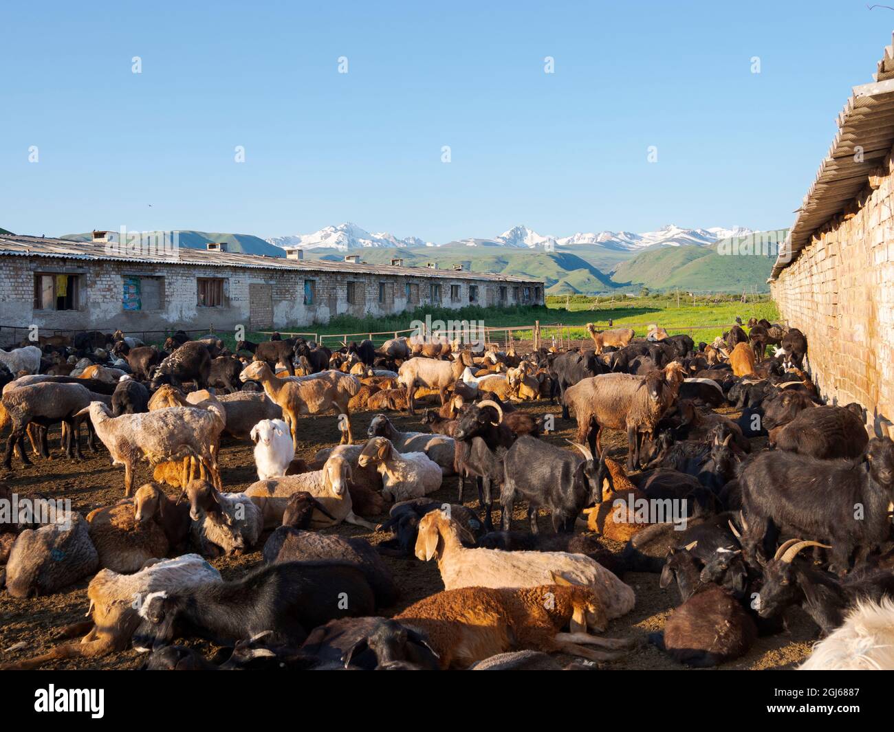 Schafe und Ziegen. Ein typischer Bauernhof in der Suusamyr-Ebene, einem Hochtal im Tien-Shan-Gebirge, Kirgisistan Stockfoto