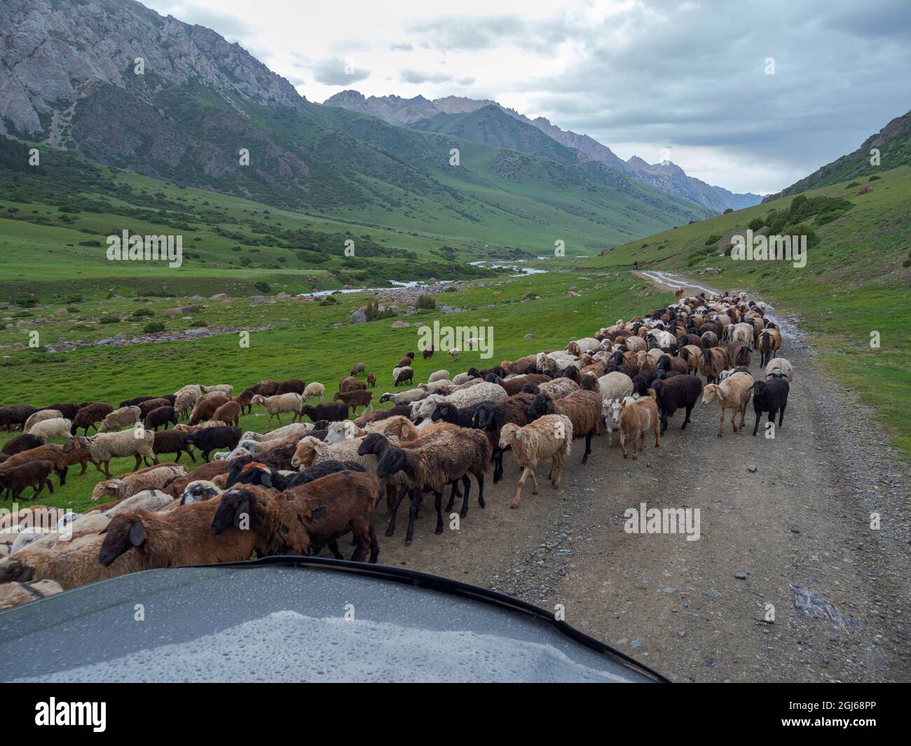 Schafe fahren auf ihre hochgelegene Sommerweide. Nationalpark Besch Tasche im Talas Alatoo Gebirge, Tien Shan oder Heavenly Mountains, Kyrg Stockfoto