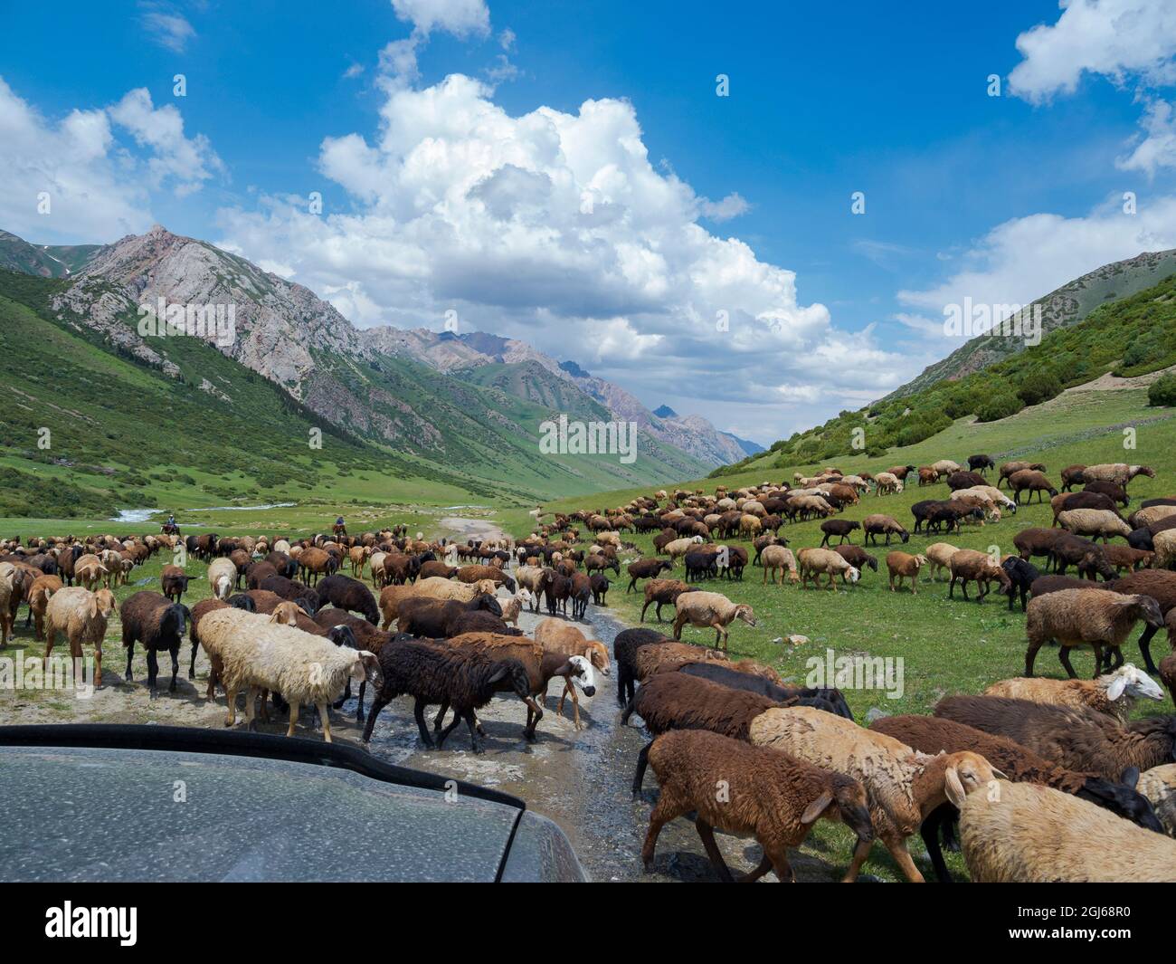 Schafe fahren auf ihre hochgelegene Sommerweide. Nationalpark Besch Tasche im Talas Alatoo Gebirge, Tien Shan oder Heavenly Mountains, Kyrg Stockfoto