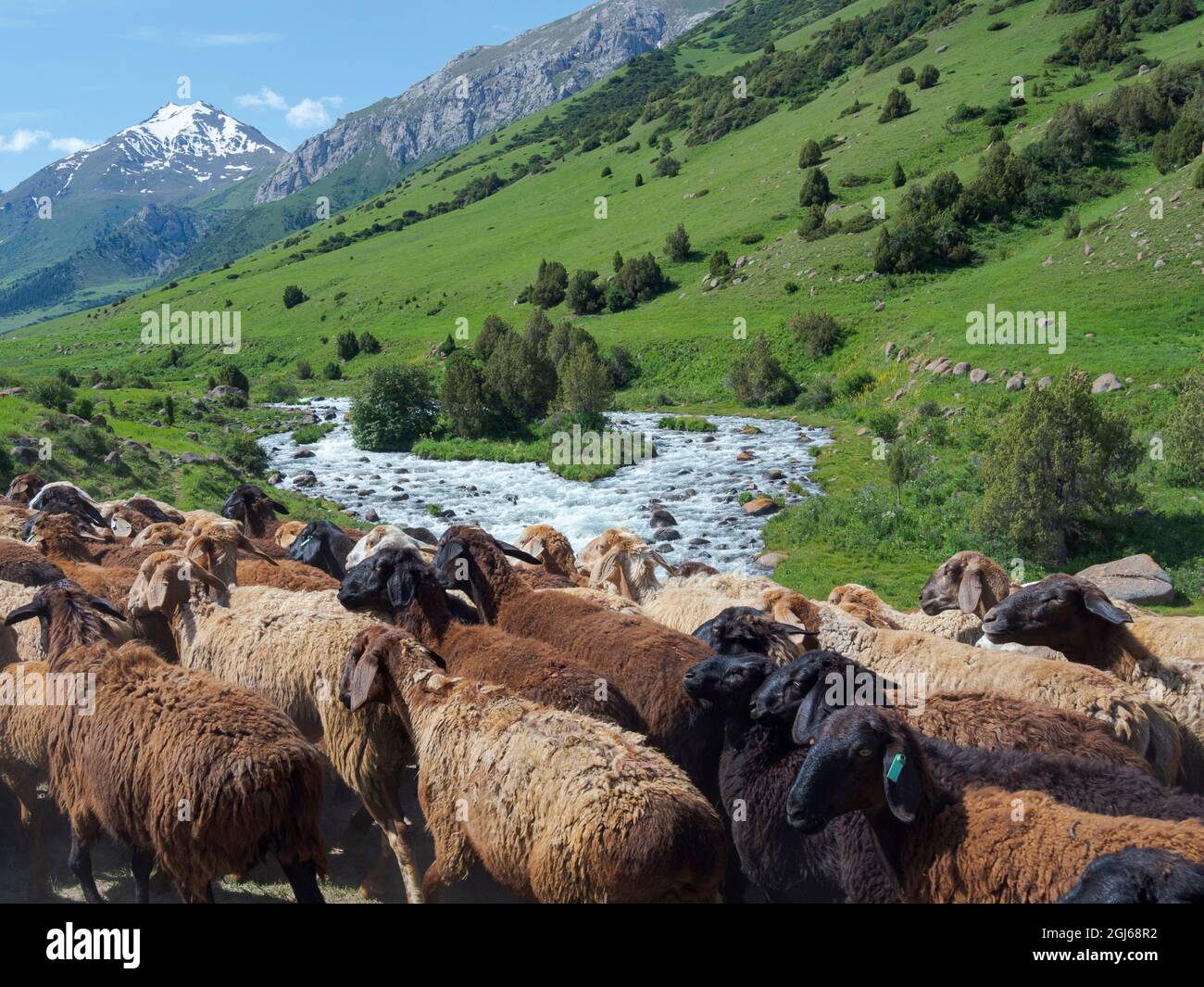 Schafe fahren auf ihre hochgelegene Sommerweide. Nationalpark Besch Tasche im Talas Alatoo Gebirge, Tien Shan oder Heavenly Mountains, Kyrg Stockfoto