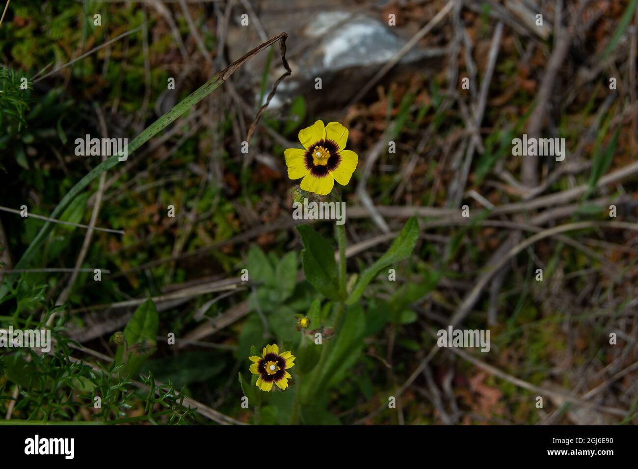Tuberaria guttata. Gepunktete Felsenrose Stockfoto