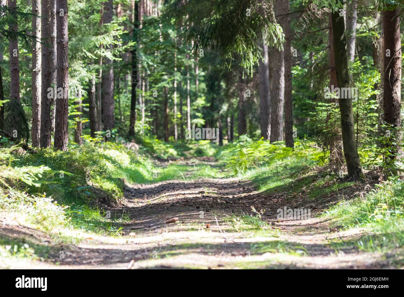 Blick auf einen Pfad in dichtem Wald mit Fokus auf den mittleren Teil der Ansicht und verschwommener Vorder- und Rückseite der Ansicht Stockfoto