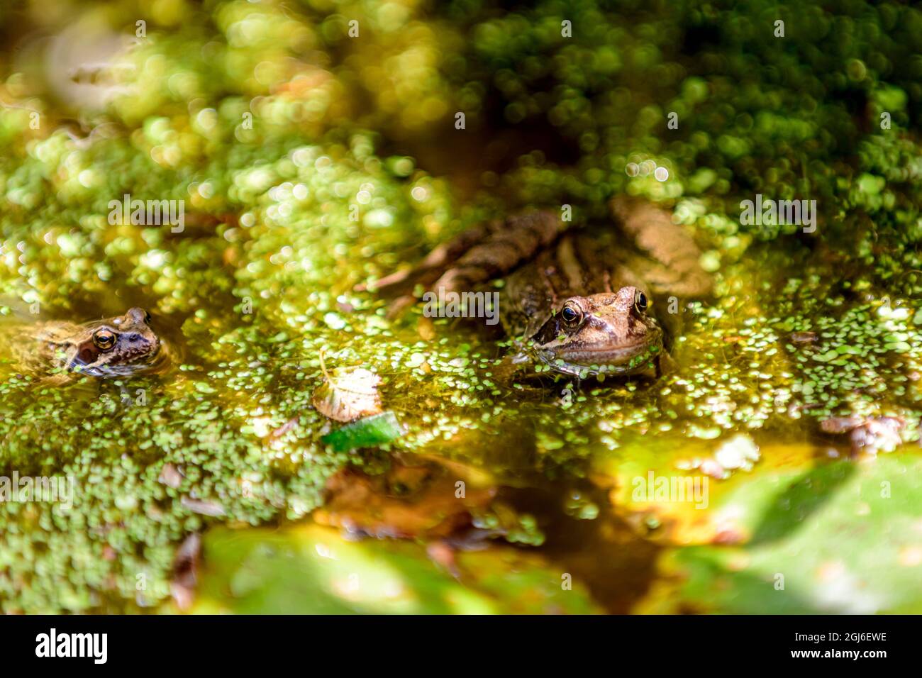 Gewöhnlicher Frosch Rana temporaria, der in einem britischen Gartenteich durch Entenkraut auftaut Stockfoto