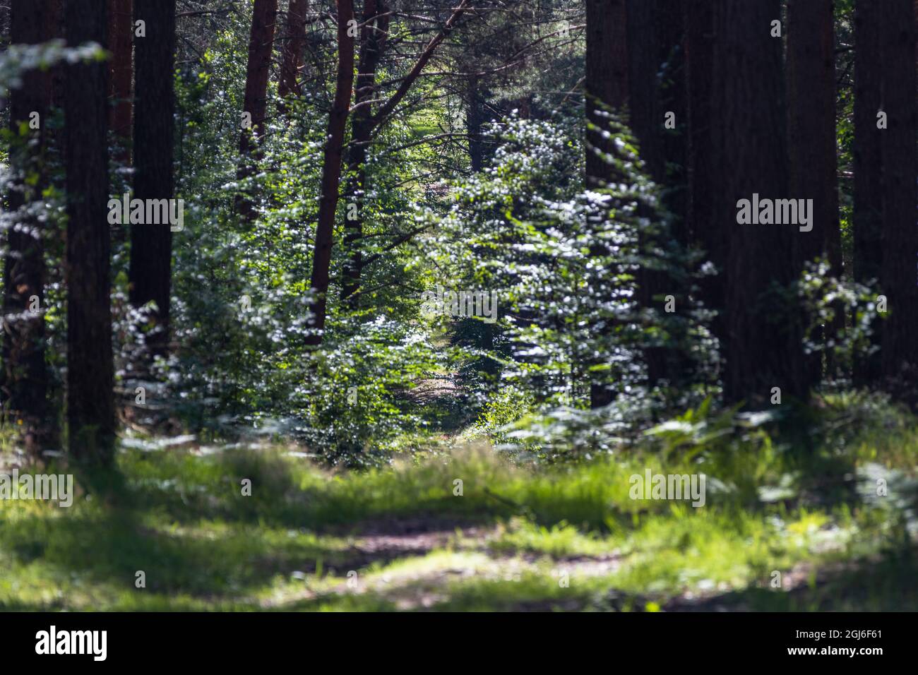 Blick auf einen Pfad in dichtem Wald mit Fokus auf den mittleren Teil der Ansicht und verschwommener Vorder- und Rückseite der Ansicht Stockfoto