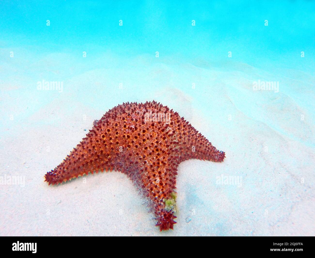 Karibik, Barbados, Carlisle Bay. Rotes Kissen Seestern im Sand. Stockfoto