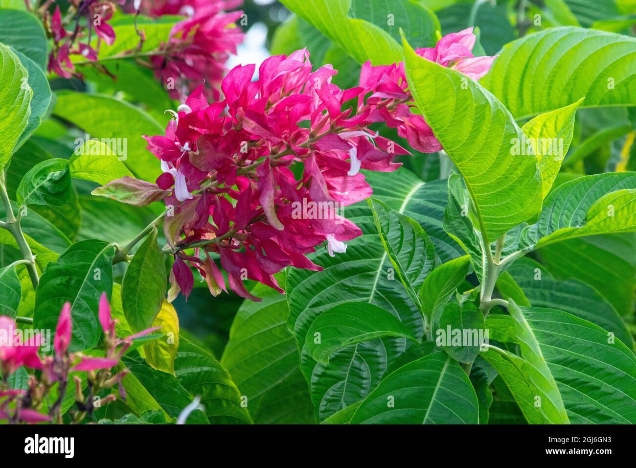 Poinsettia, ein Mitglied der Familie Spurges, wächst um den Santa Ifigenia Friedhof in Santiago de Cuba. Stockfoto