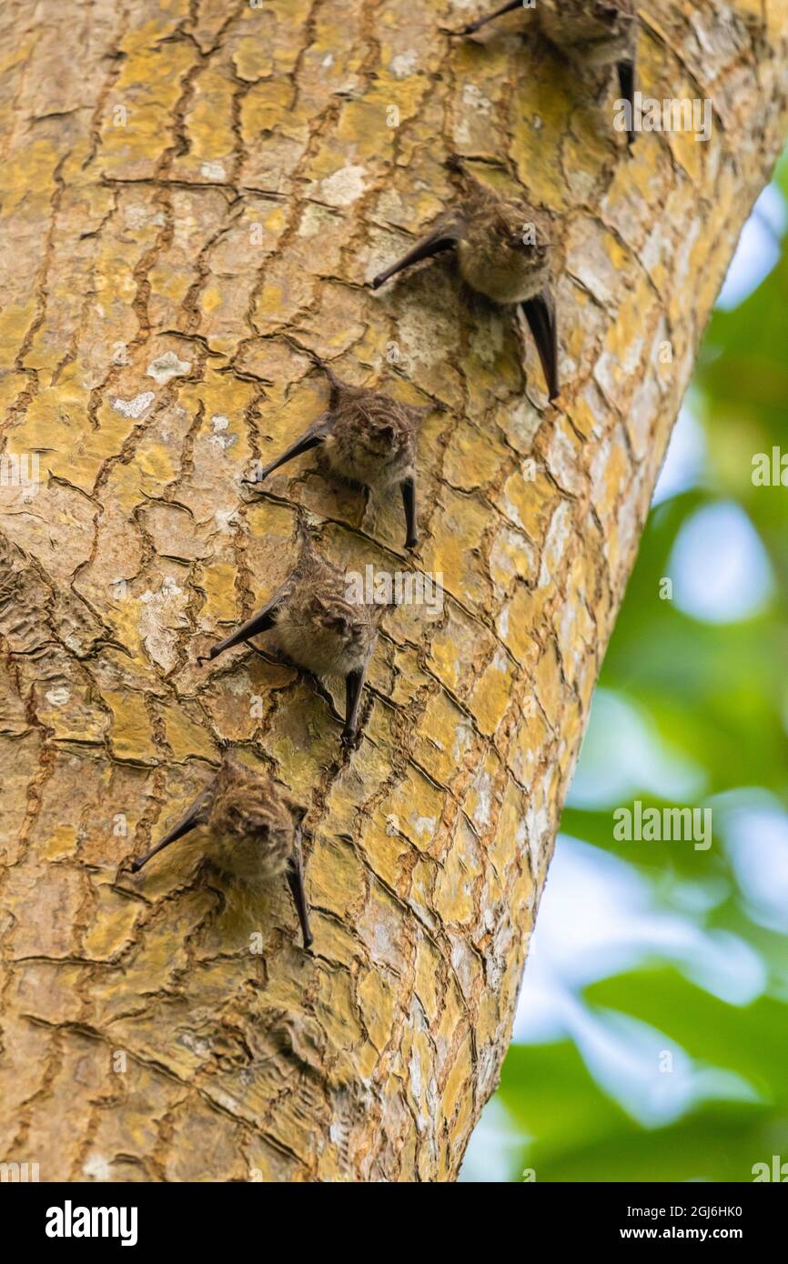 Karibik, Trinidad, Caroni Swamp. Fledermäuse Reihen sich auf dem Baum an. Kredit als: Cathy und Gordon Illg / Jaynes Gallery / DanitaDelimont.com Stockfoto