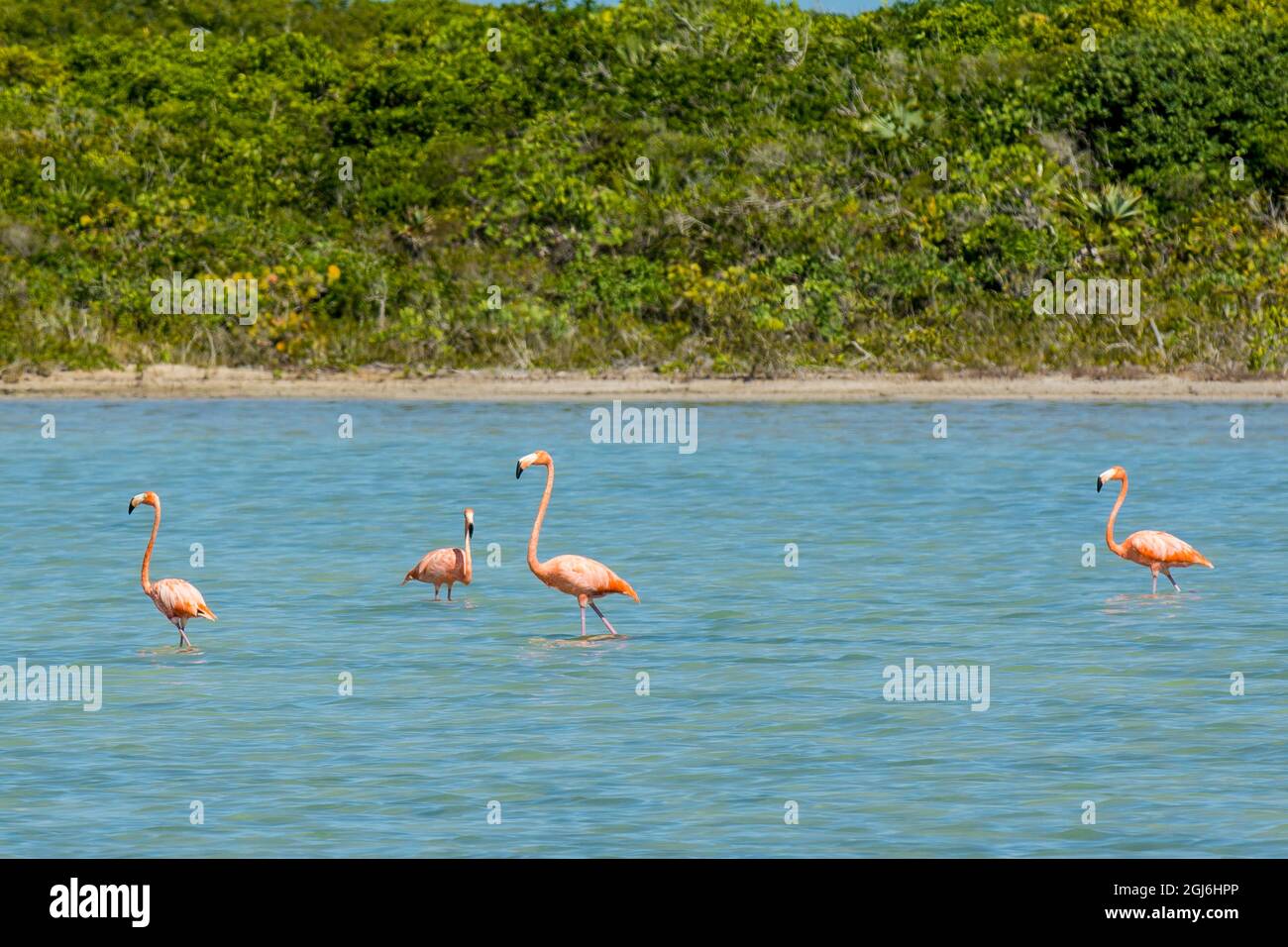 Amerikanischer Flamingo am Flamingo Pond, North Caicos, Turks- und Caicos-Inseln, Karibik. Stockfoto