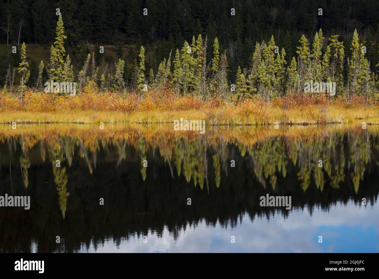 Borealer Waldteich Reflektiert Stockfoto