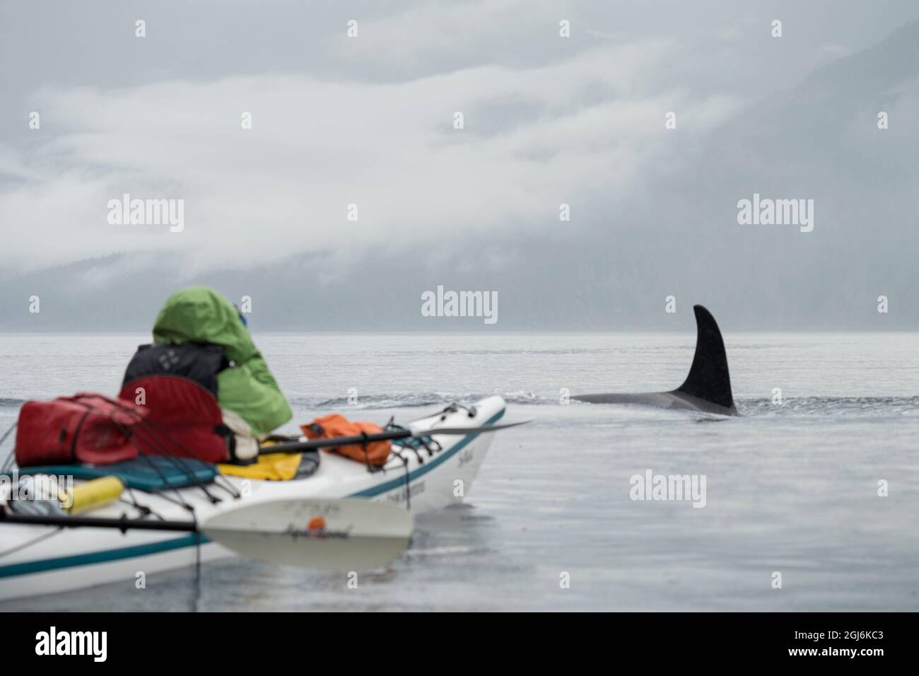 Kanada, British Columbia. Ein Killerwal oder Orca (Orcinus Orca) passiert in der Nähe mit einem Doppelkajak auf der Johnstone Strait, Vancouver Island. (MR) Stockfoto