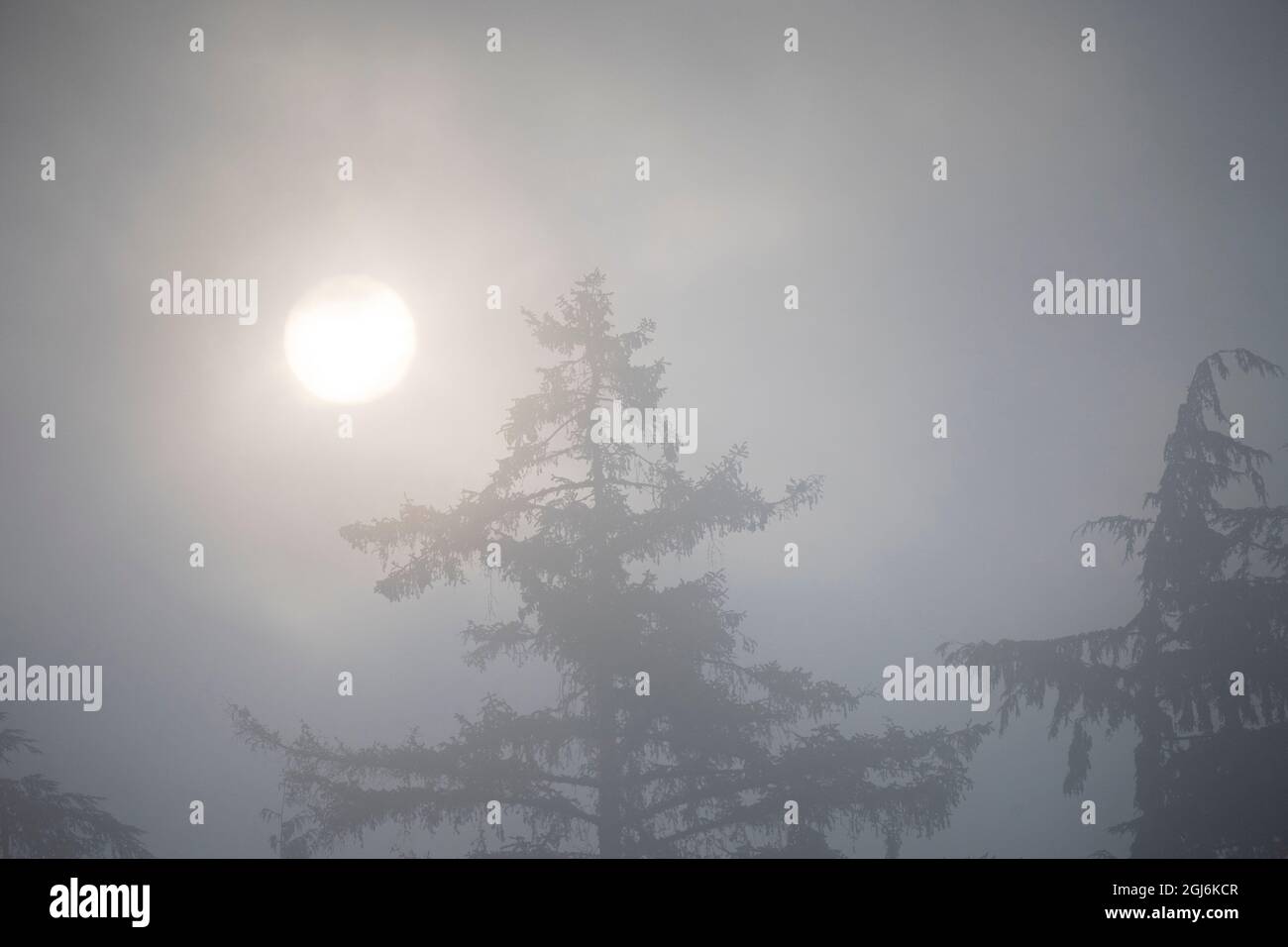 Kanada, British Columbia. Die Morgensonne brennt durch Nebel und Bäume am Blackfish Sound. Stockfoto