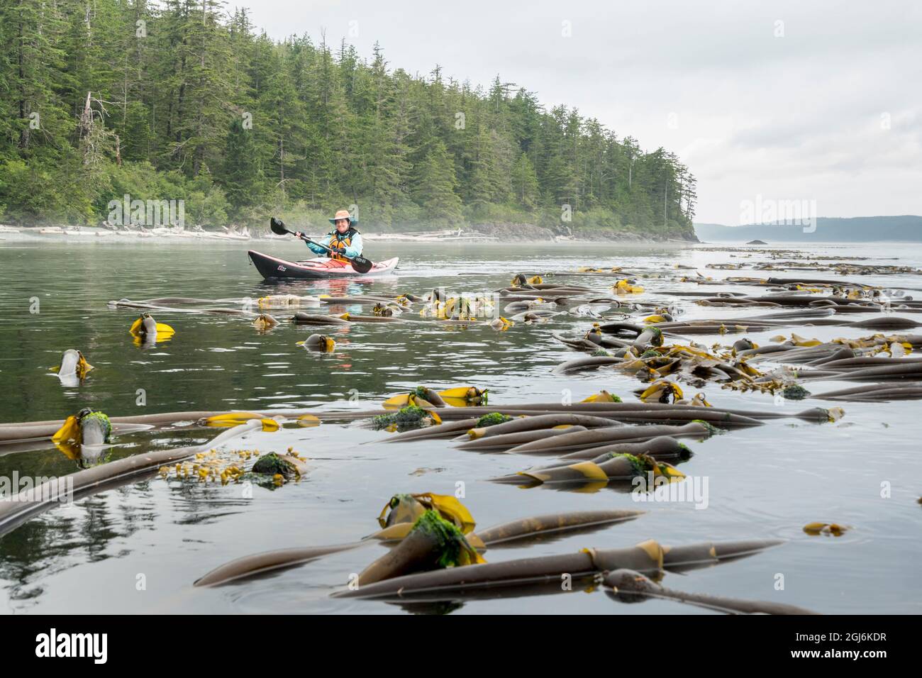 Kanada, British Columbia. Eine Seekajakerin paddelt entlang der Küste von Vancouver Island in der Johnstone Strait. (MR) Stockfoto