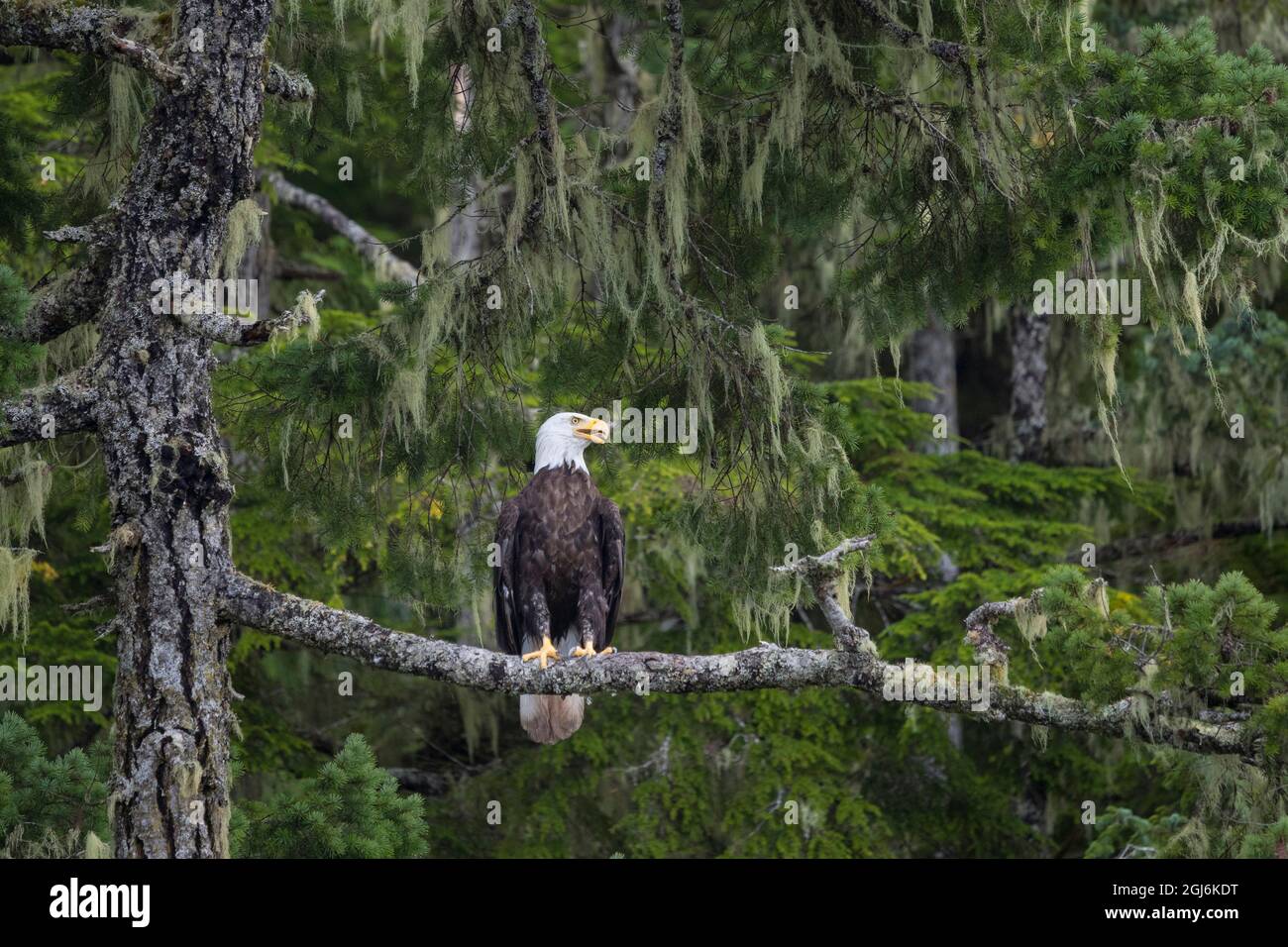 Kanada, British Columbia. Ein Weißkopfadler (Haliaeetus leucocephalus) steht auf einem Glied inmitten von Bearded Lichen auf der bewaldeten Vancouver Island entlang der Johnstone S Stockfoto