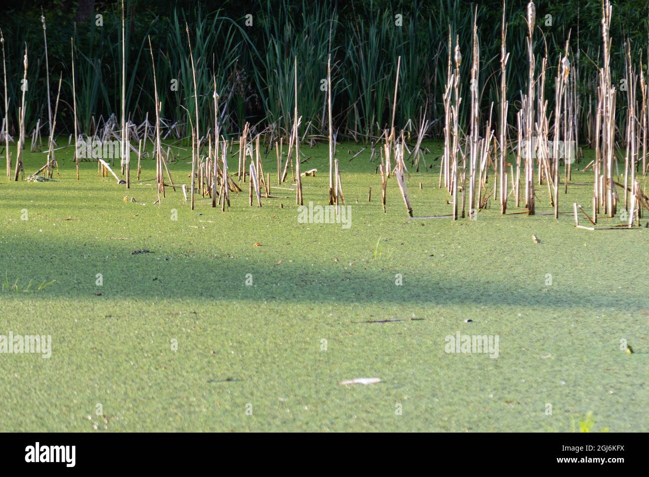 Blick auf die Oberfläche eines grün verschmutzten Teiches Stockfoto
