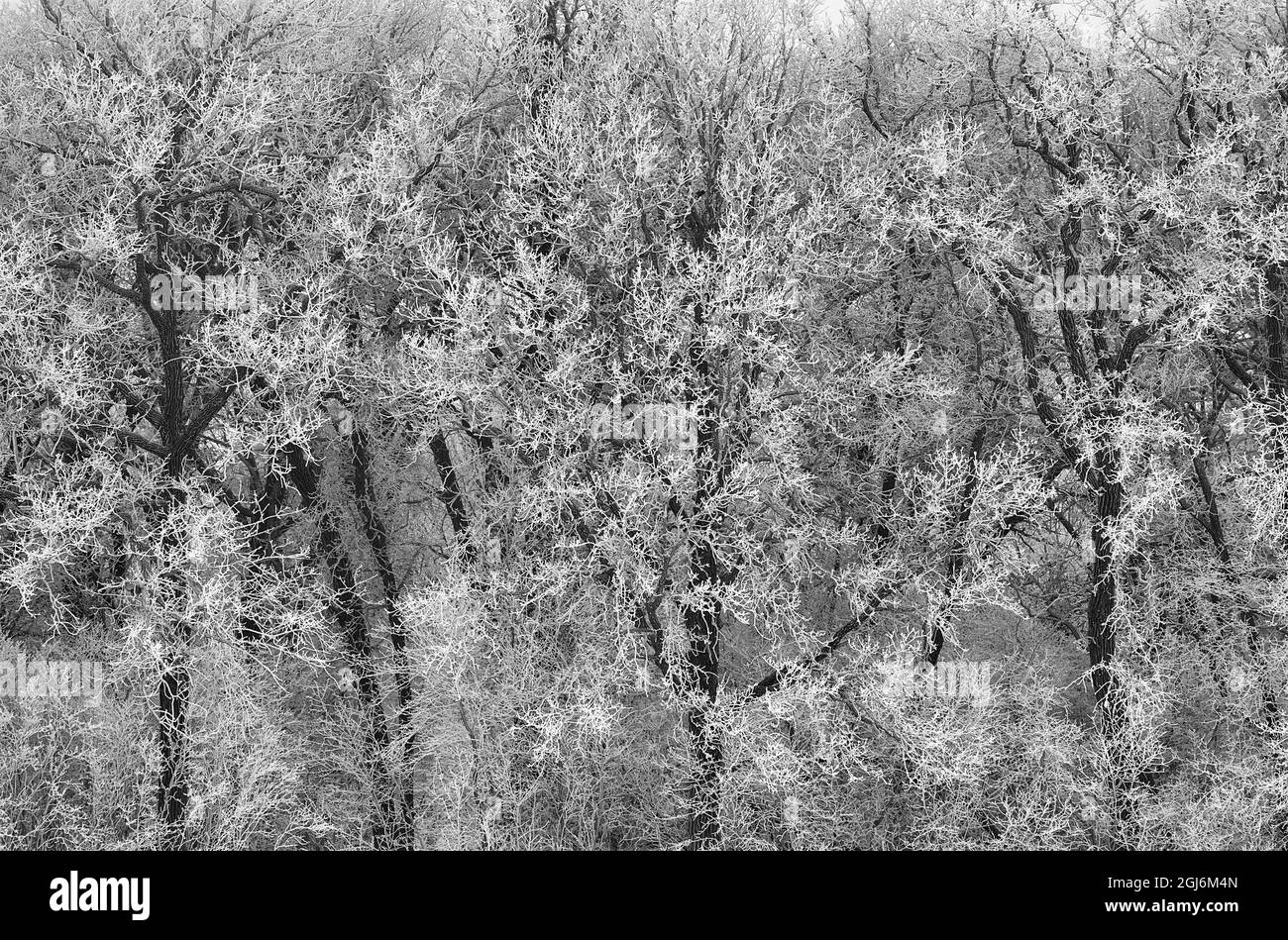 Kanada, Manitoba, La Barriere Provincial Park. Bäume im Wald mit Reif bedeckt. Kredit als: Mike Grandmaison / Jaynes Gallery / DanitaDelimont. Stockfoto