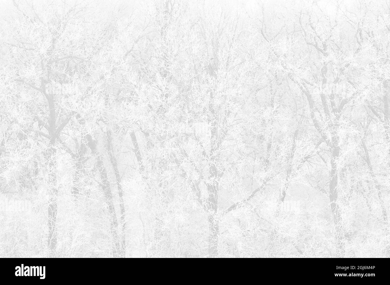 Kanada, Manitoba, La Barriere Provincial Park. Schneefall auf Bäumen, die mit Reif bedeckt sind. Kredit als: Mike Grandmaison / Jaynes Gallery / DanitaDelimont Stockfoto
