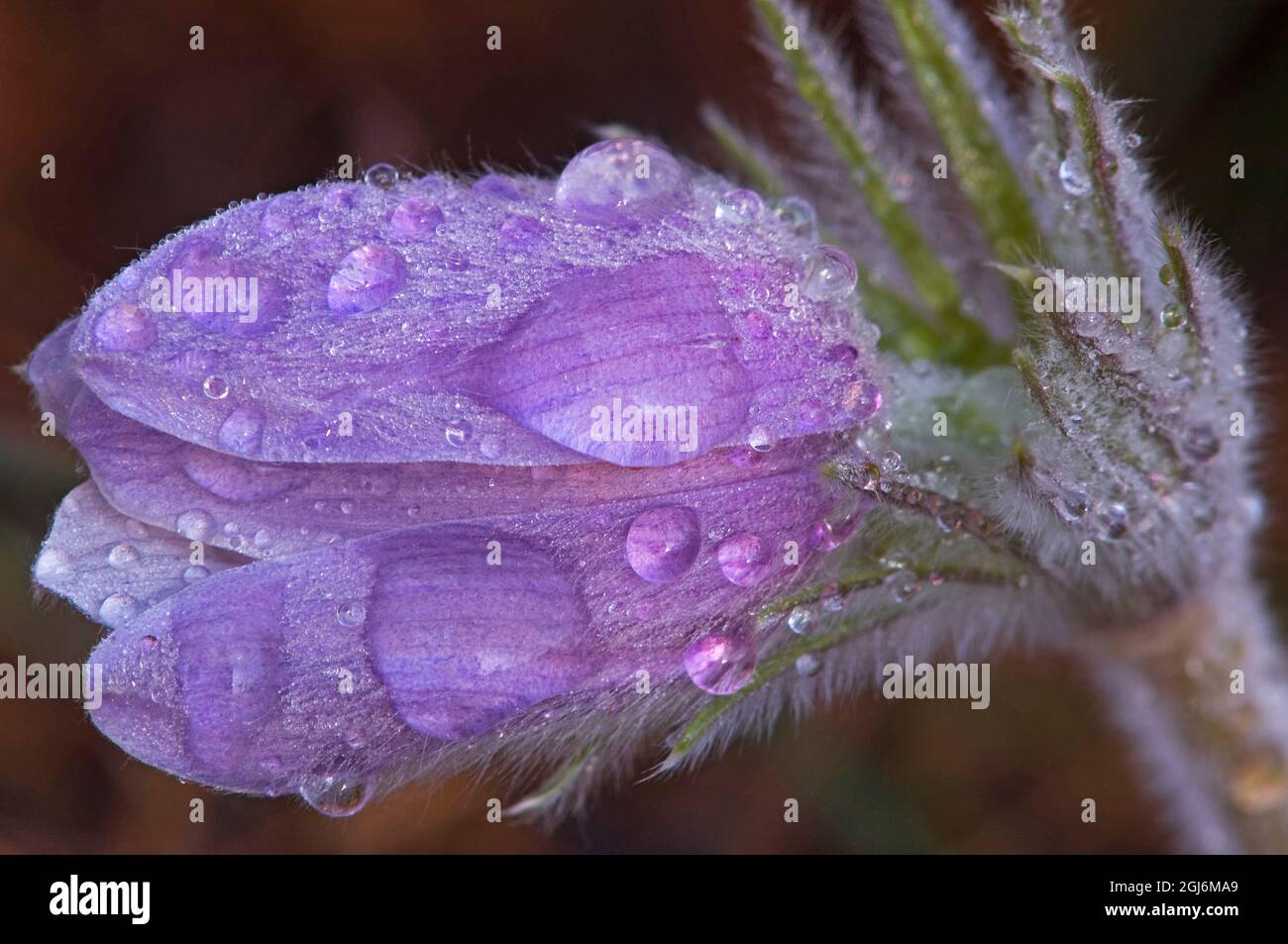 Kanada, Manitoba, Sandilands Provincial Forest. Der Krokus blüht mit Tau-Verlust. Stockfoto