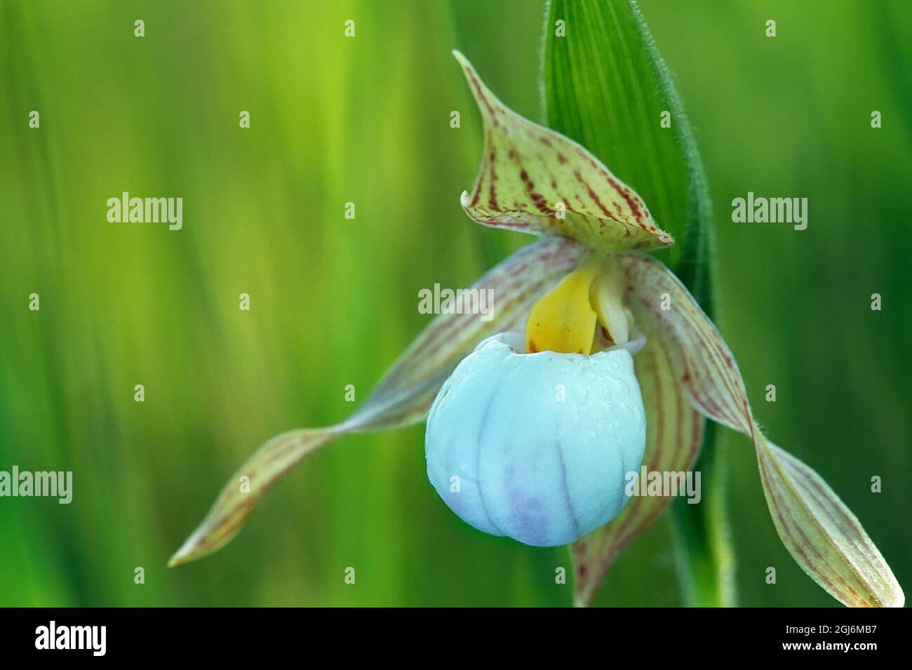 strohblumen saatgut Gartenstrohblume 'White' Saatgut – Weiße Sommerblume main image 1