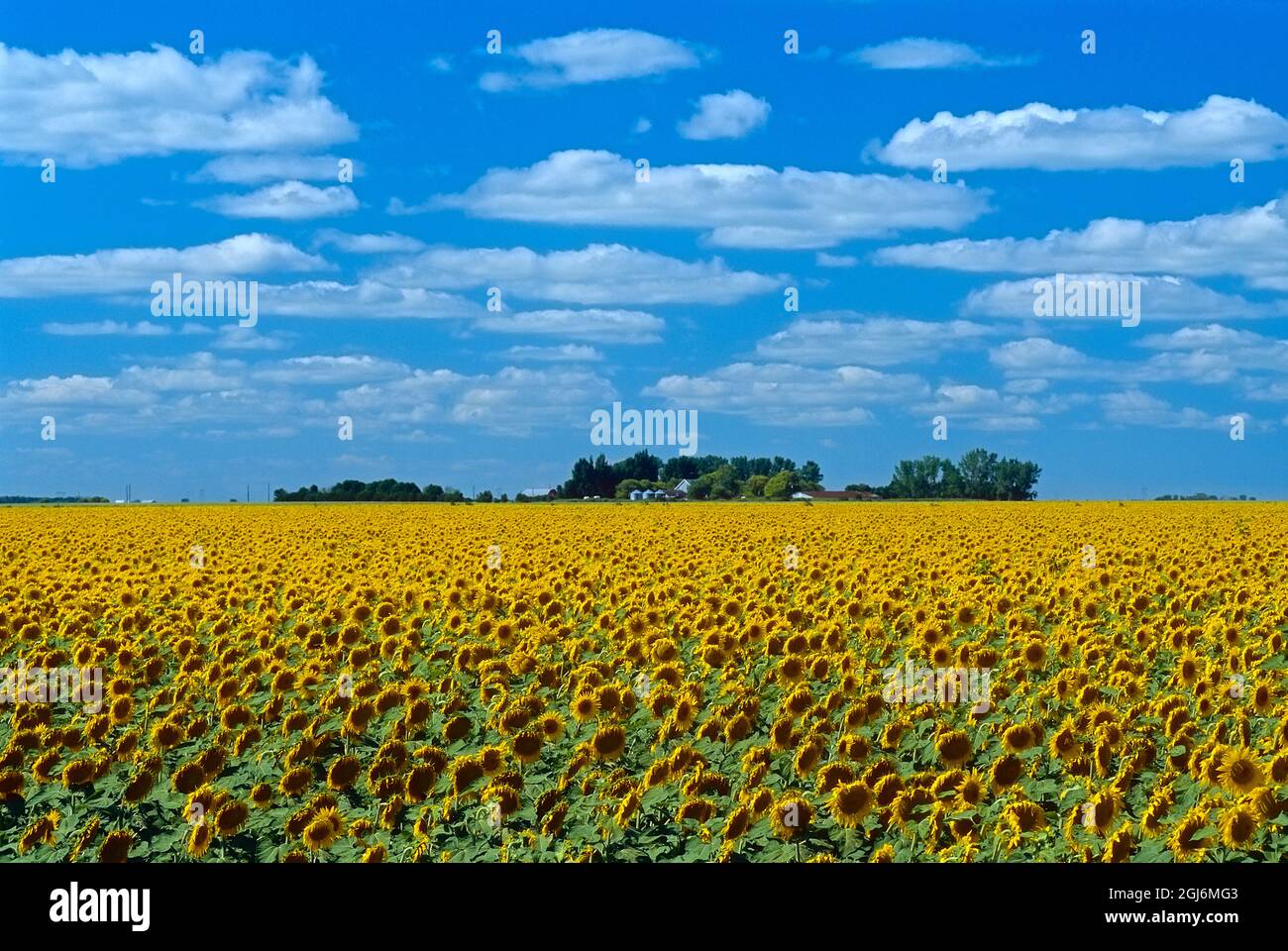 Kanada, Manitoba, Altona. Farm Feld mit Ernte von Sonnenblumen. Stockfoto