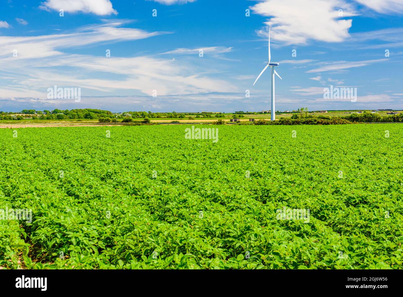 Windturbine am Ende eines Kartoffelfeldes im ländlichen Nordirland. Stockfoto