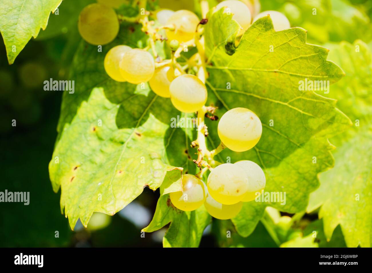 Nahaufnahme von saftigen, reifen, goldgelben Weißweintrauben, die sich auf den Reben im istrischen Weinberg gruppieren. Geringe Schärfentiefe mit Kopierbereich. Stockfoto