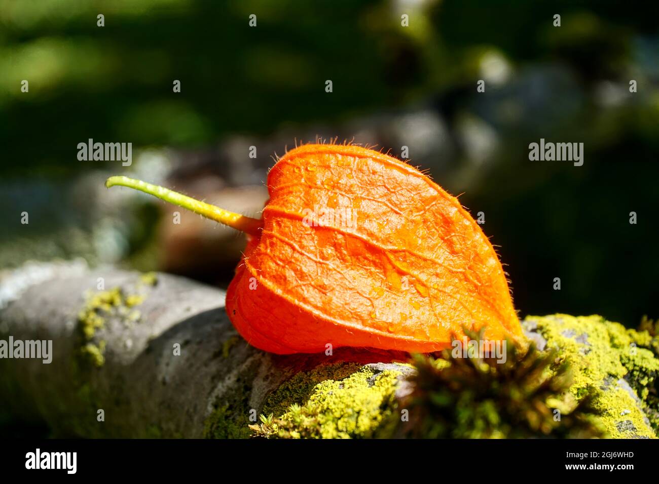 Frucht der chinesischen Laterne Blume oder Blasenkirsche Physalis alkekengi, die eine orangefarbene Membran hat, die kirschgroße Früchte im Garten umschließt Stockfoto