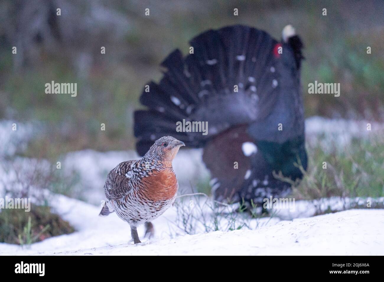 Finnland, Nordösterbothnien, Kuusamo, westlicher Auerhahn, Tetrao urogallus karelicus. Ein Mann zeigt und vokalisiert, während er einem Female nachgeht Stockfoto