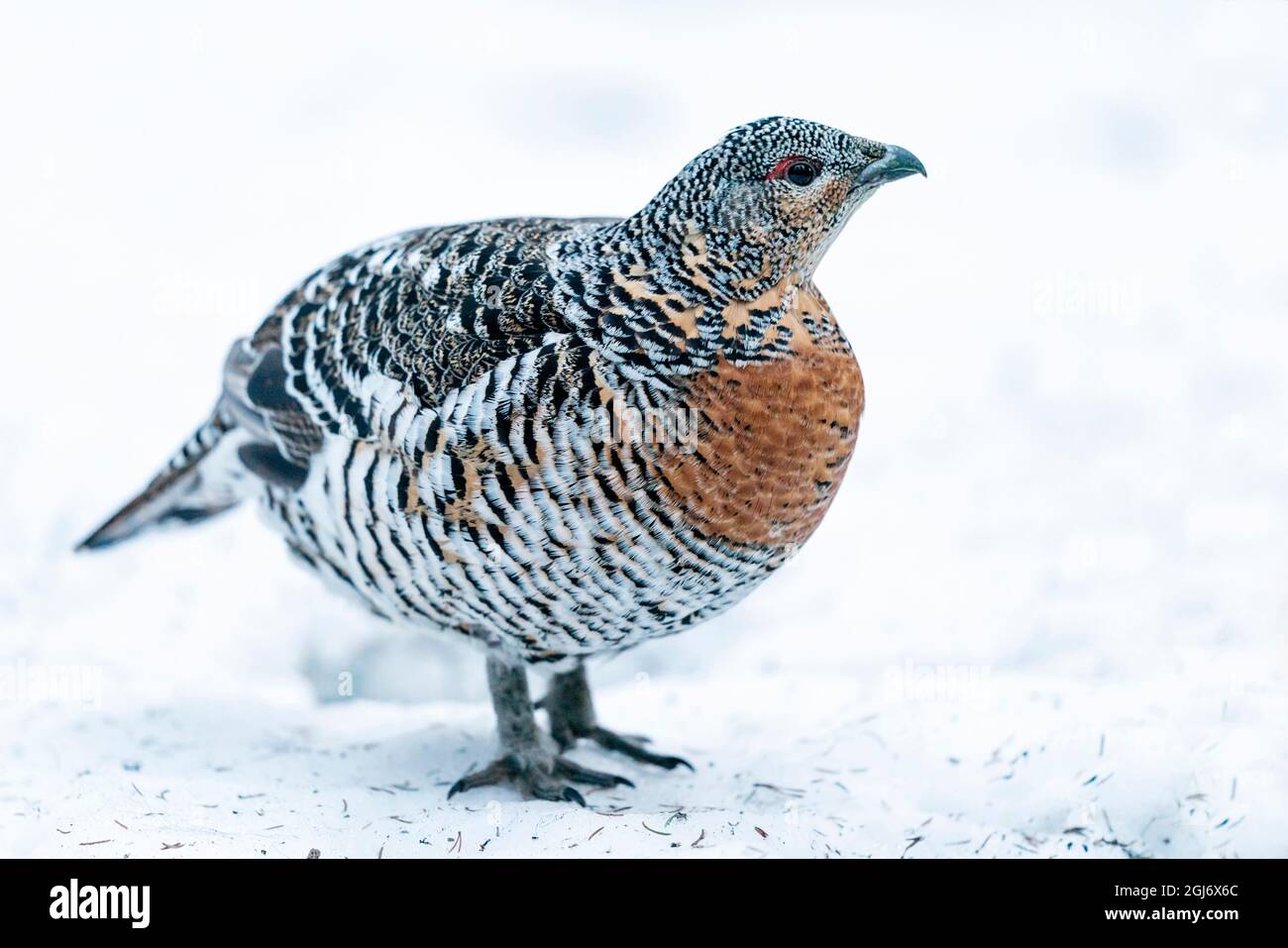 Finnland, Nordösterbothnien, Kuusamo, westlicher Auerhahn, Tetrao urogallus karelicus. Ein Weibchen zeigt seine bunten Federn. Stockfoto