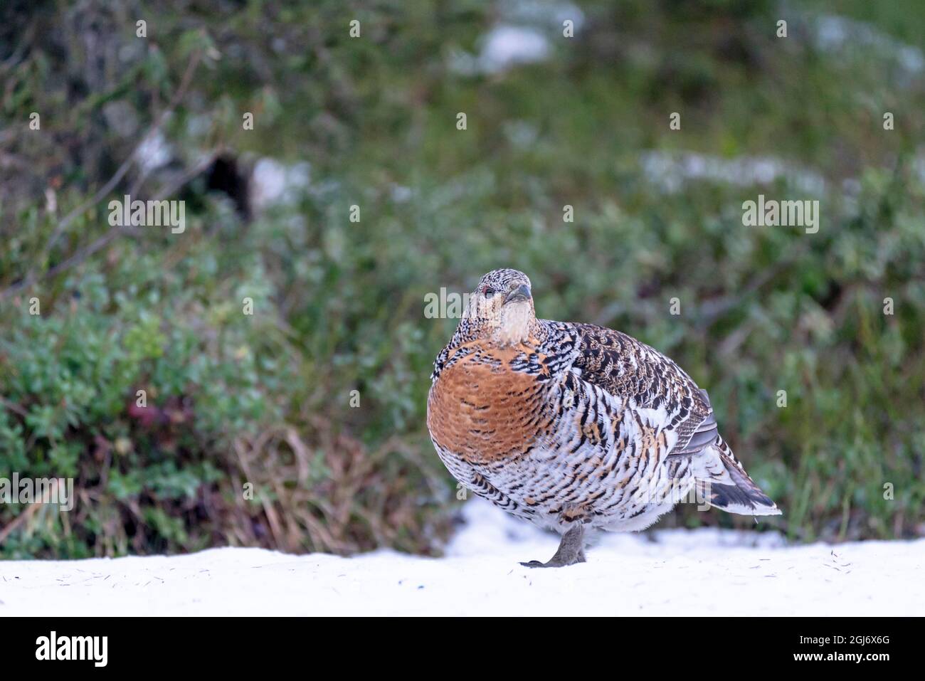 Finnland, Nordösterbothnien, Kuusamo, westlicher Auerhahn, Tetrao urogallus karelicus. Ein Weibchen zeigt seine bunten Federn. Stockfoto