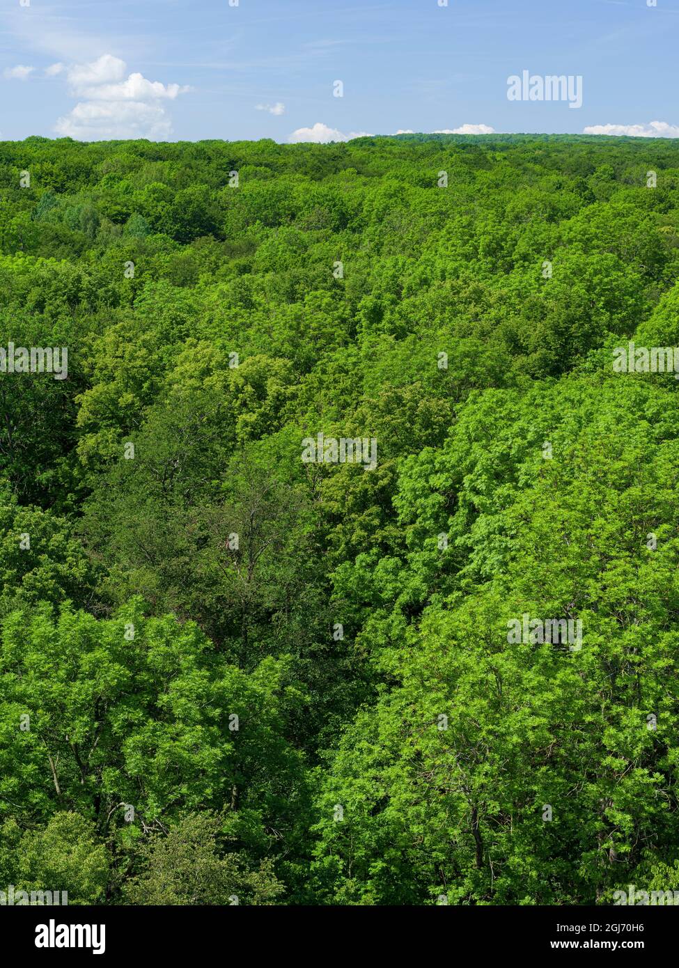 Das Baldachin vom Canopy Walk aus gesehen, dem Naturpark Thüringer Wald, der zum UNESCO-Weltkulturerbe gehört. Buchenurwälder des Carpath Stockfoto