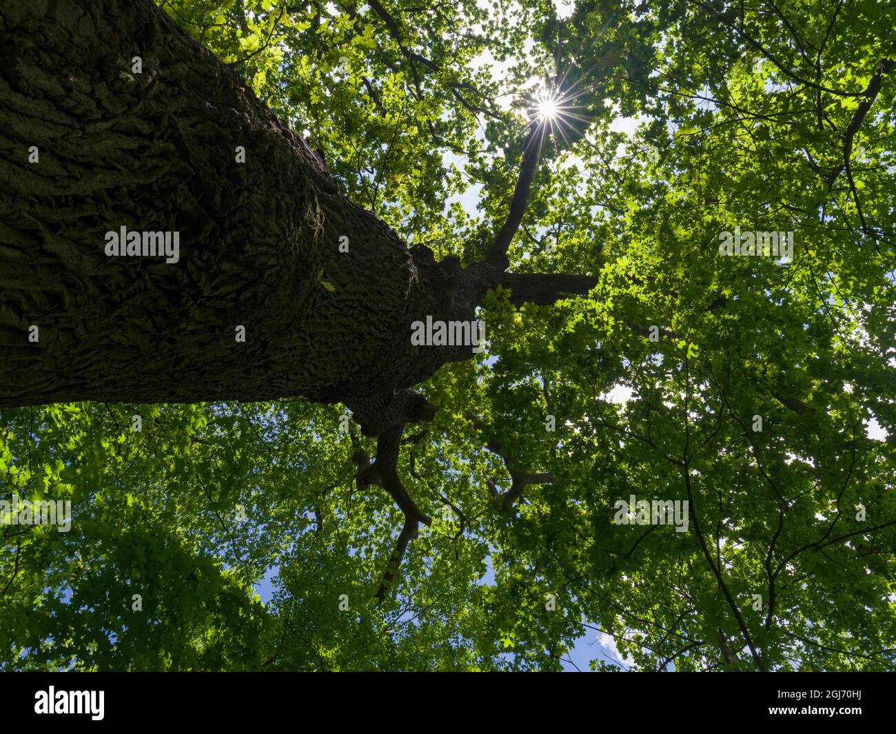 Die Alte Eiche, einer der ältesten Bäume im Naturpark Thüringer Wald