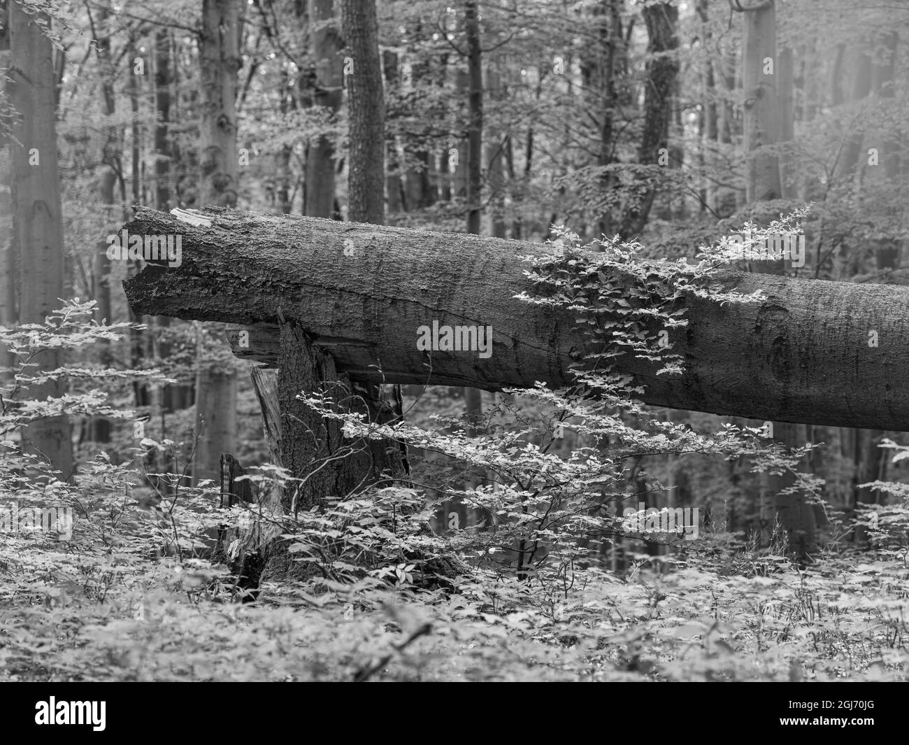 Deadwood, grobe Holzschutt und umgestürzte Bäume im Naturpark Thüringer Wald, der zum UNESCO-Weltkulturerbe gehört. Urzeitliche Buchenwälder von Stockfoto