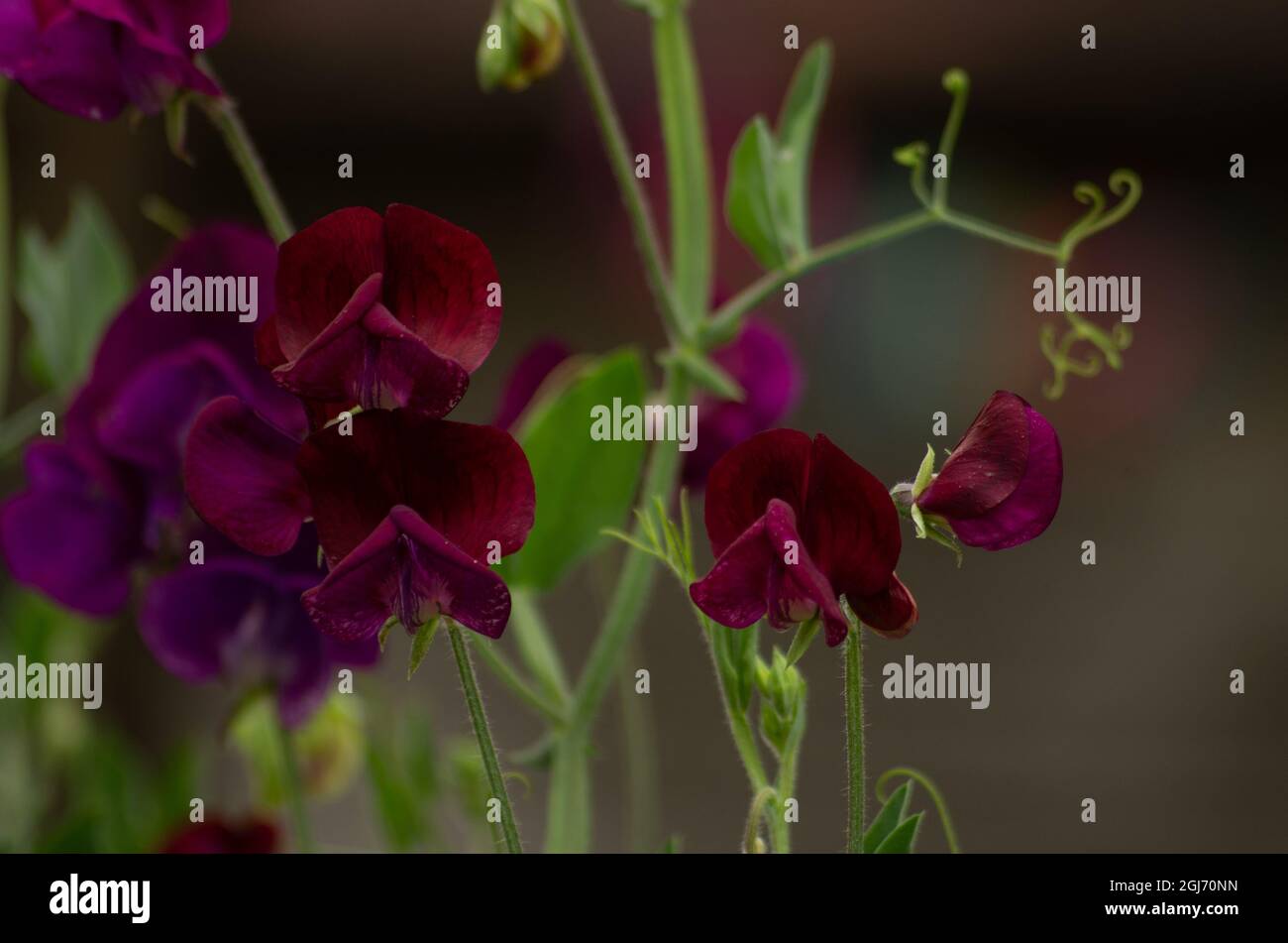 Rote und violette Blüten der süßen Erbse Stockfoto