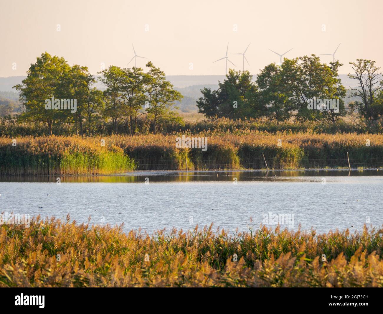 Nationalpark Fertoe-Hansag, Teil des UNESCO-Weltkulturerbes Fertoe - Kulturlandschaft Neusiedlersee. Osteuropa, Ungarn. Stockfoto