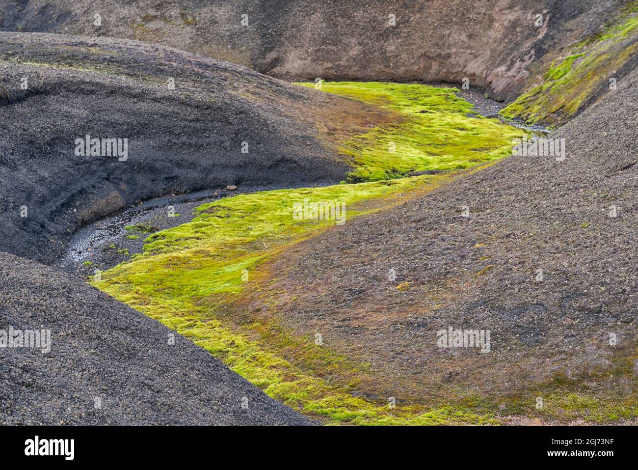 Island, Landmannalaugar. Leuchtend grünes Moos wächst dort, wo Wasser zwischen der schwarzen Lava fließt. Stockfoto