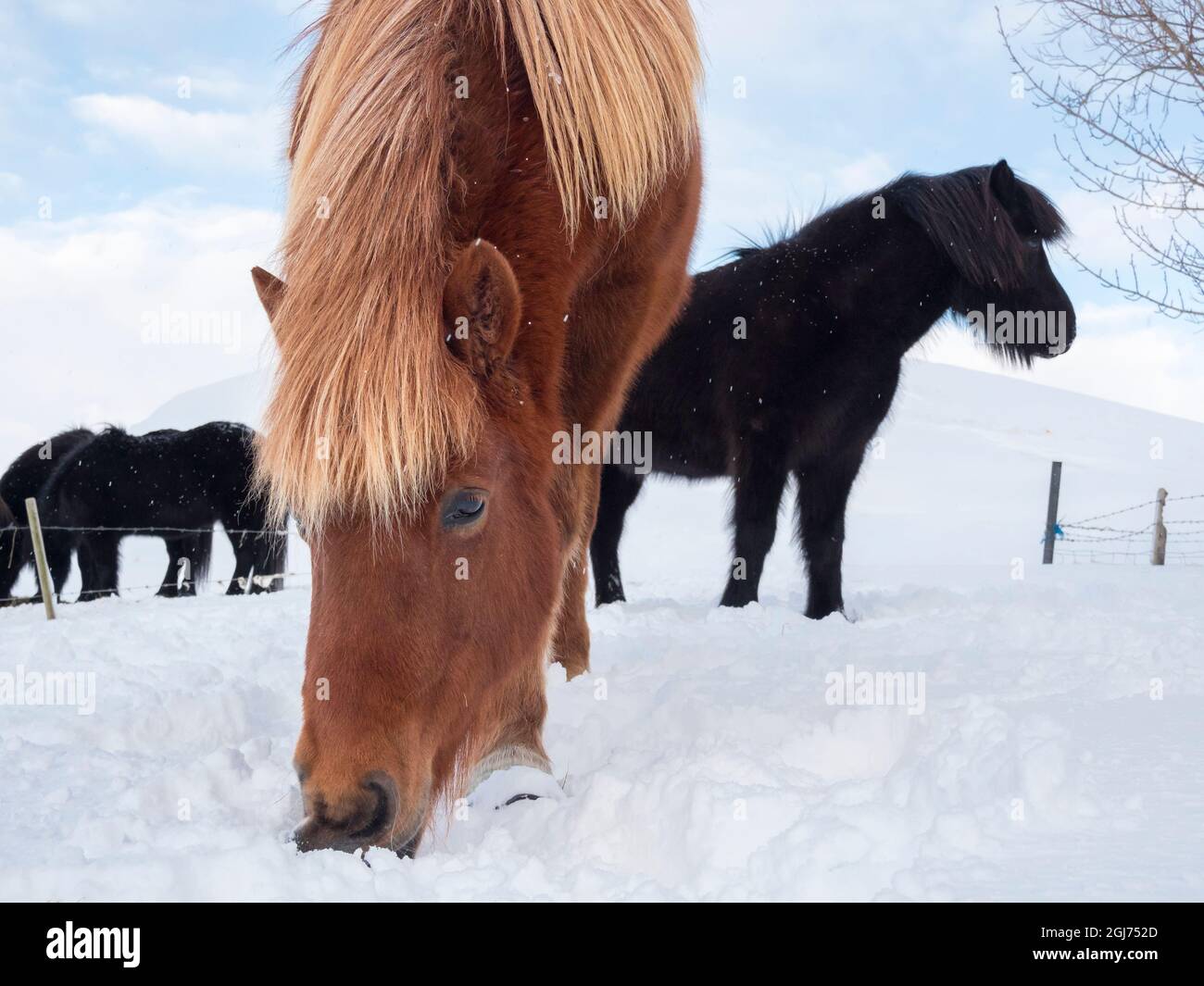 Isländisches Pferd im Neuschnee. Es ist die traditionelle Rasse für Island und geht auf die Pferde der alten Wikinger zurück. Stockfoto