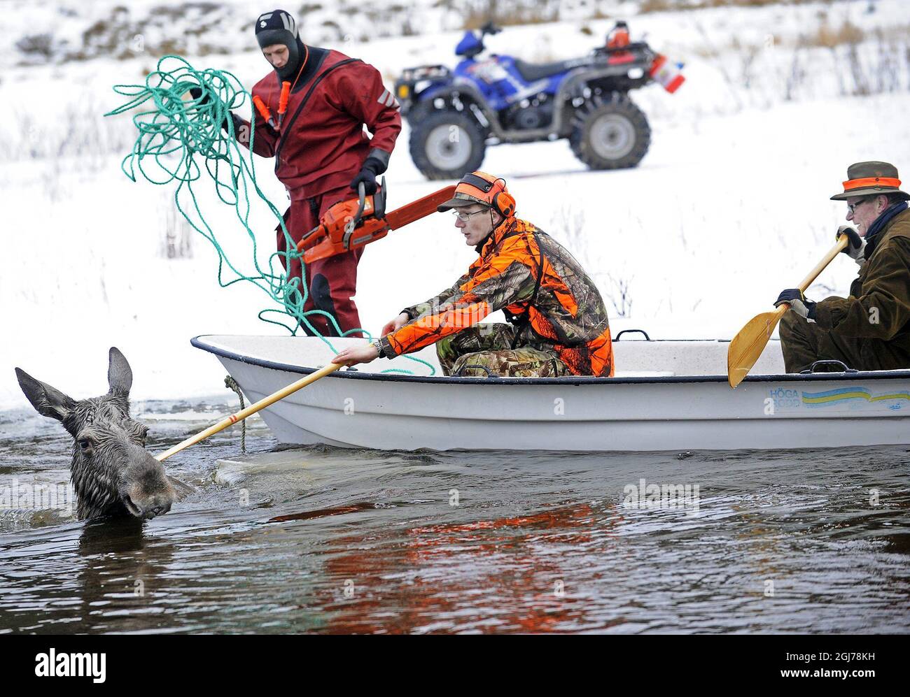 Ein Elch wird aus dem eisigen Wasser in der Nähe von Kristinehamn, Schweden, am 29. Januar 2012 gerettet. Zwei Jäger sahen einen Elch mit zwei Kälbern auf dem Eis eines Sees laufen. Plötzlich brach das Eis unter ihnen und ließ die Tiere hilflos im kalten Wasser zurück. Der Elch half sich an Land, während einer ihrer Kälber starb. Die beiden Jäger schafften es, den verbliebenen Elch über der Oberfläche zu halten, bis der Rettungsdienst eintraf, um ihn in Sicherheit zu bringen. Das Kalb kam später wieder mit seiner Mutter zusammen. Foto Peter Backer / Varmlands Folkblad / SCANPIX Code 70555 Stockfoto