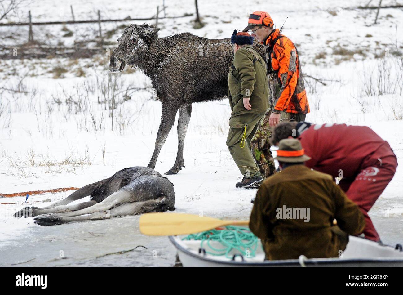 Ein Elch wird aus dem eisigen Wasser in der Nähe von Kristinehamn, Schweden, am 29. Januar 2012 gerettet. Zwei Jäger sahen einen Elch mit zwei Kälbern auf dem Eis eines Sees laufen. Plötzlich brach das Eis unter ihnen und ließ die Tiere hilflos im kalten Wasser zurück. Der Elch half sich an Land, während einer ihrer Kälber starb. Die beiden Jäger schafften es, den verbliebenen Elch über der Oberfläche zu halten, bis der Rettungsdienst eintraf, um ihn in Sicherheit zu bringen. Das Kalb kam später wieder mit seiner Mutter zusammen. Foto Peter Backer / Varmlands Folkblad / SCANPIX Code 70555 Stockfoto