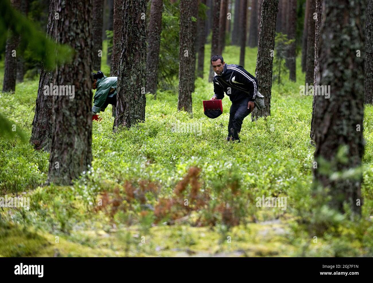 MEHEDEBY 20120719 bulgarische Beerenpflücker im Einsatz im Wald bei Tierp, Schweden Juli 19. 2012. Die Beerenpflücker leben unter harten Bedingungen und warten darauf, dass die blauen Beeren reifen. Nach Angaben der Bewohner wurde das Lager kürzlich von Einheimischen belästigt, die Steine auf das Lager werfen. Foto: Pontus Lundahl / SCANPIX / kod 10050 Stockfoto