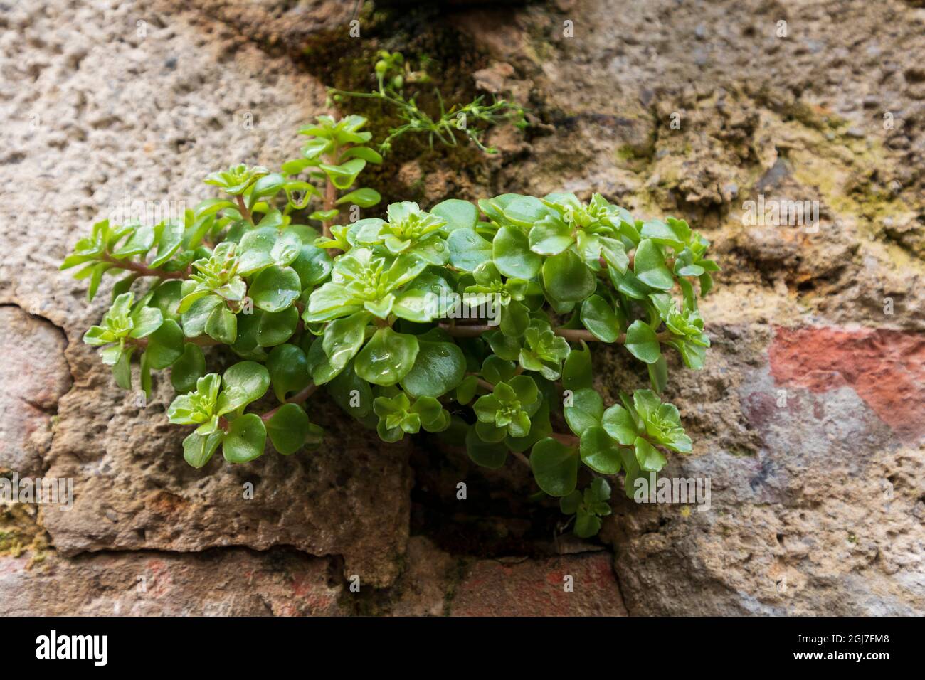 Italien, Sizilien, Provinz Palermo, Gangi. Steinmauer mit Pflanzen, die