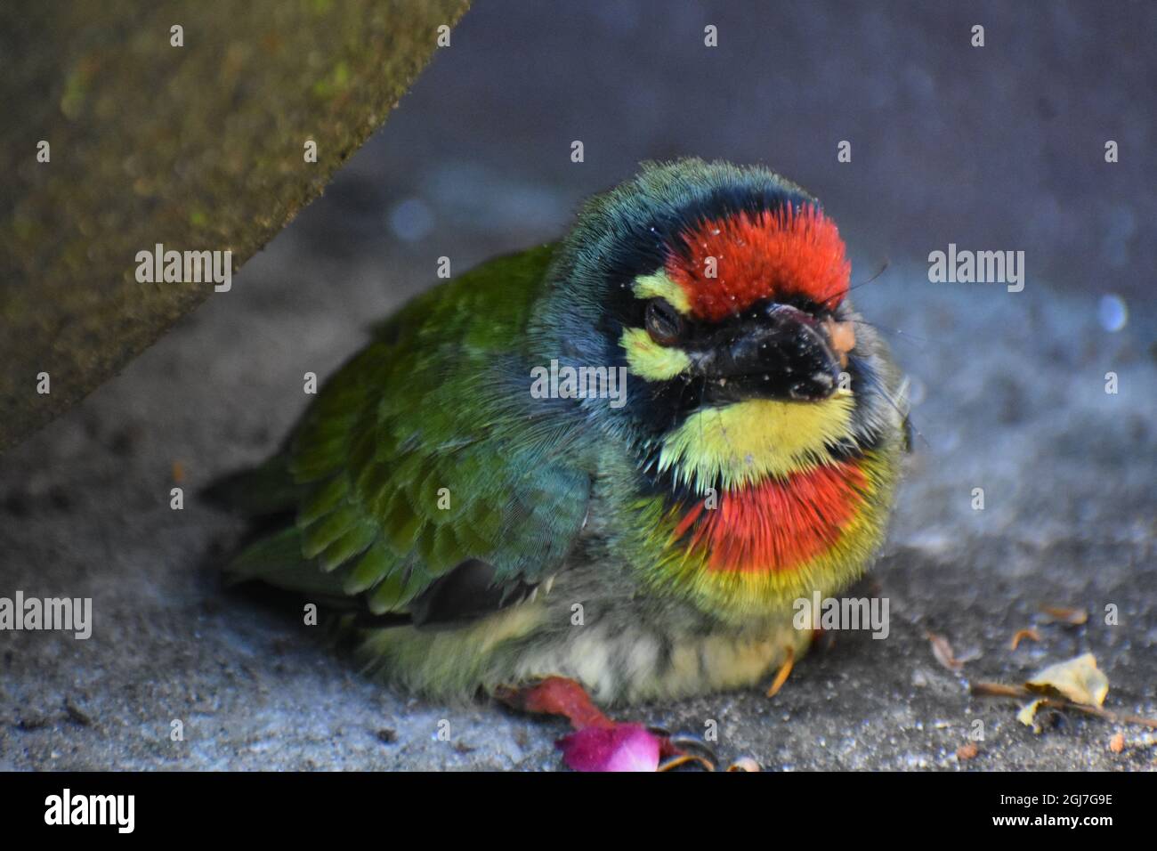 Schmied barbet Stockfoto