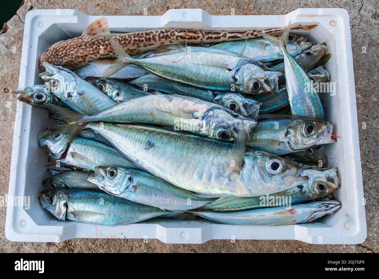 Italien, Sizilien, Provinz Agrigent, Sciacca. Fisch in einer Wanne am Hafen von Sciacca, am Mittelmeer. Stockfoto